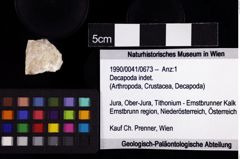 Foto (Objket + Etiketten) von Decapoda indet. 